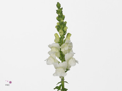 Antirrhinum majus 'Opus Fresh White'