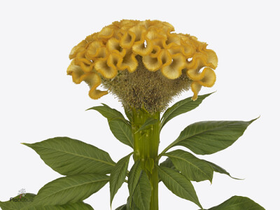 Celosia argentea (Cristata Grp) Smashing Yellow