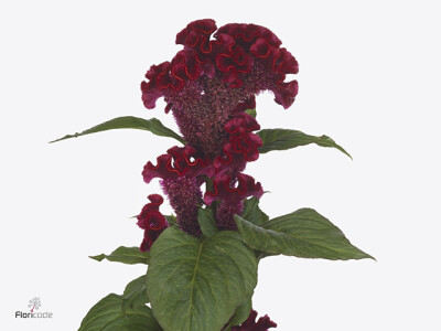 Celosia argentea (Cristata Grp) Red Jack