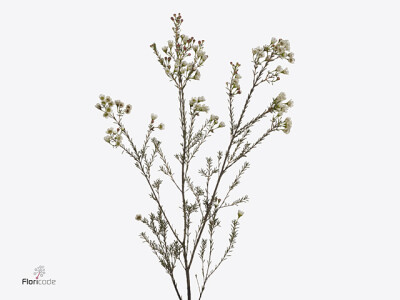 Chamelaucium uncinatum 'Ella'