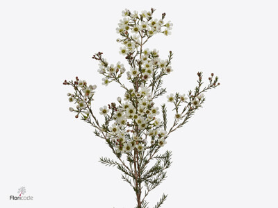 Chamelaucium megalopetalum Sexy Ice