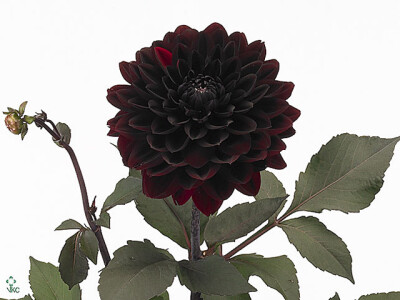 Dahlia (Decorative Grp) 'Karma Choc'