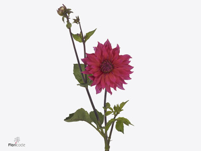 Dahlia (Decorative Grp) 'Pink Punk'