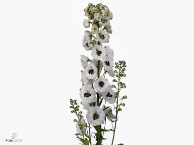 Delphinium dubbelbloemig (Elatum Grp) 'Dewi Spijker'