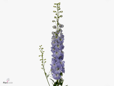 Delphinium dubbelbloemig (Elatum Grp) Dewi Impressive