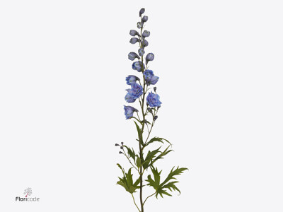 Delphinium (Elatum Grp) 'Delphis Blue Power'