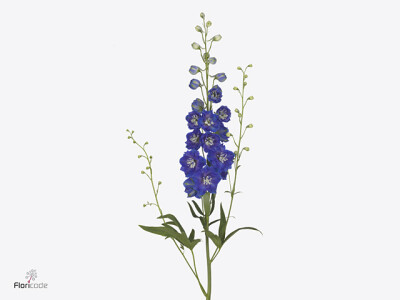 Delphinium dubbelbloemig (Elatum Grp) 'Delphi's Blue Emerald'