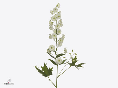 Delphinium dubbelbloemig (Elatum Grp) Magical Curley Green