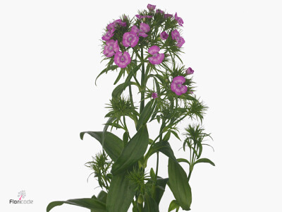Dianthus barbatus Melian Breanthus