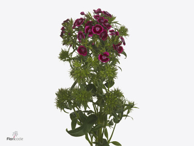 Dianthus barbatus Jolly Breanthus