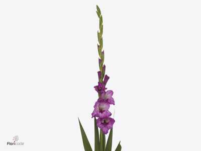 Gladiolus (Large-flowered Grp) 'Xperience'