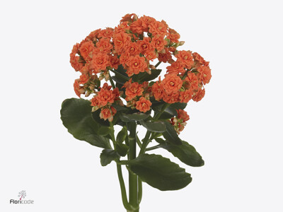 Kalanchoe blossfeldiana Diamond Orange