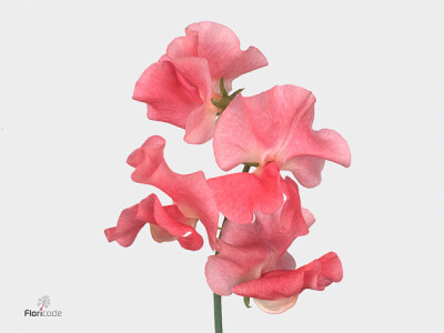 Lathyrus odoratus 'Misty Salmon'