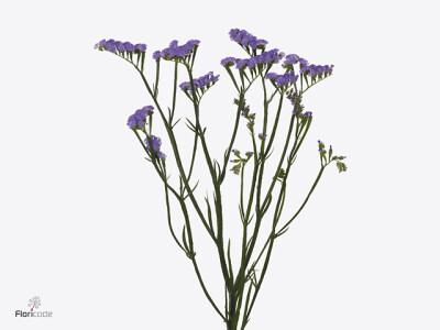 Limonium sinuatum Martin Blue