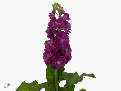 Matthiola incana 'Phantom Dark Rose'