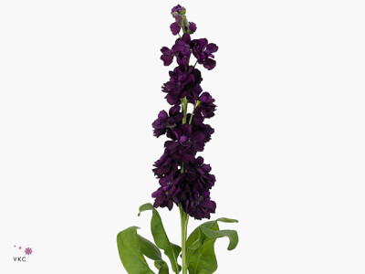 Matthiola incana Anytime Purple