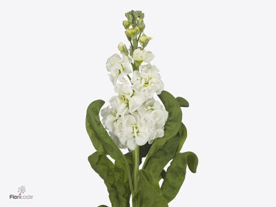 Matthiola incana StoX White