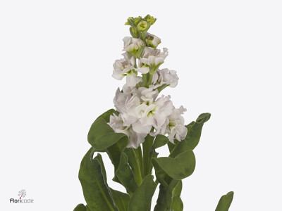 Matthiola incana StoX Silver