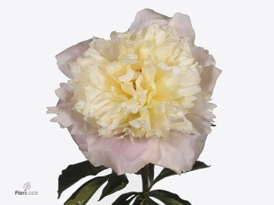 Paeonia (Lactiflora Grp) 'Lady Alexandra Duff'