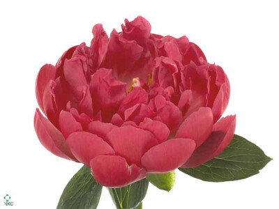 Paeonia (Herb. Hybrid Grp) 'Pink Hawaiian Coral'