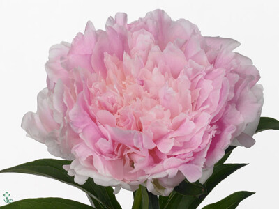 Paeonia (Lactiflora Grp) 'Pink Giant'