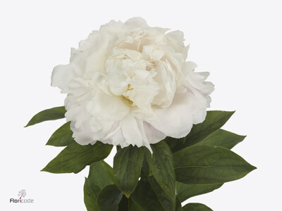 Paeonia (Lactiflora Grp) 'White Grace'