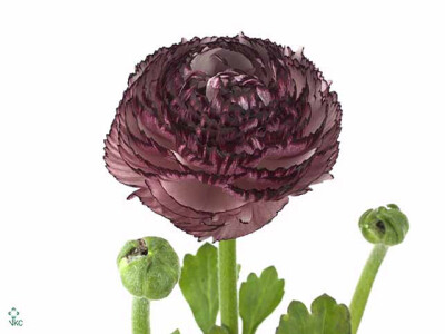Ranunculus Soleil Purple Picotee