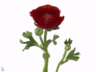 Ranunculus asiaticus 'Pauline Chocolate'