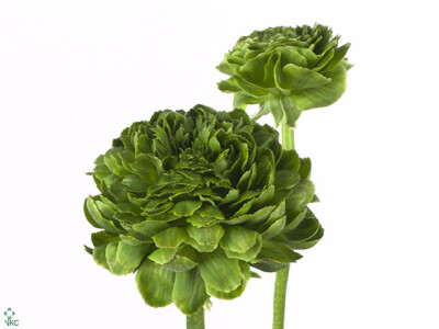 Ranunculus asiaticus 'Reinette Green'