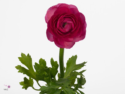 Ranunculus asiaticus 'Amandine Bonbon'