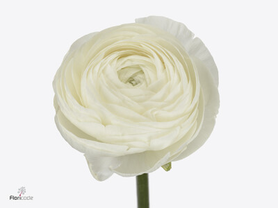 Ranunculus asiaticus Success Niveo