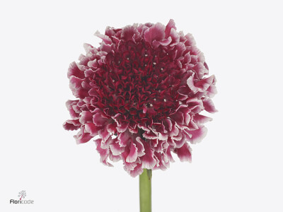 Scabiosa atropurpurea Marshmallow Scoop Improved