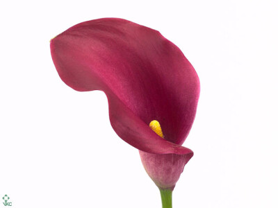 Zantedeschia 'Rosario'