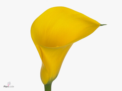 Zantedeschia 'Solid Gold Blz'