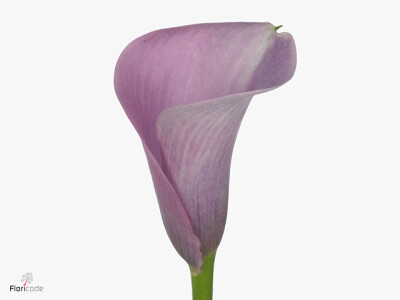 Zantedeschia 'Captain Violetta'