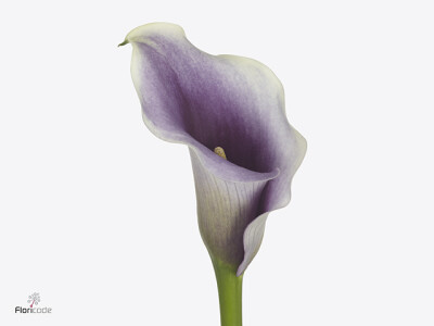 Zantedeschia 'Captain MirÃ³'