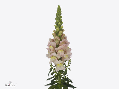 Antirrhinum majus 'Nantes Pink'