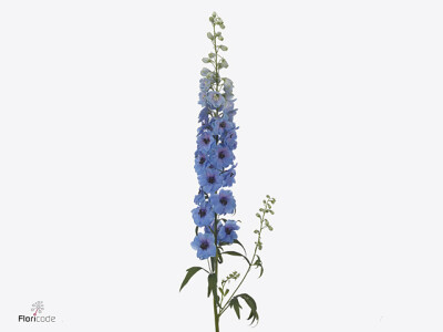Delphinium (Elatum Grp) Dewi Azul
