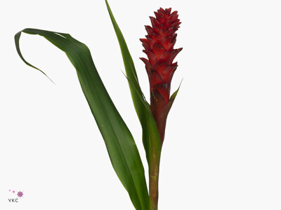 Pitcairnia hitchcockiana 'Red Dragon'