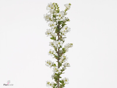 Exochorda Magical Springtime
