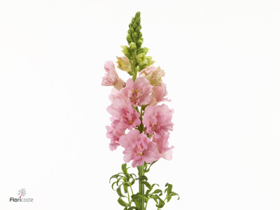 Antirrhinum majus Holly Double Pink