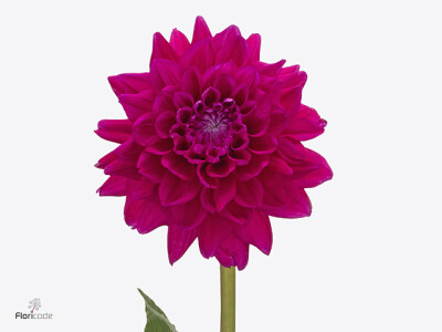 Dahlia (Decorative Grp) 'Moulin Violet'