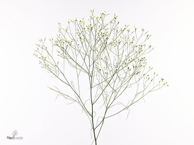 Limonium sinense Zenith Diamond