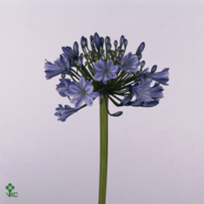 Agapanthus (Trumpet Grp) 'Suzan'