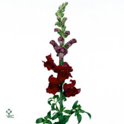 Antirrhinum majus 'Animation Rood'
