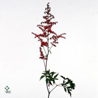 Astilbe (Arendsii Grp) 'Spartan'