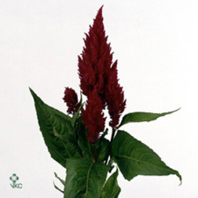 Celosia argentea (Plumosa Grp) 'Century Purple Rose'