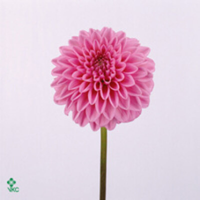 Dahlia (Decorative Grp) 'Sandra'