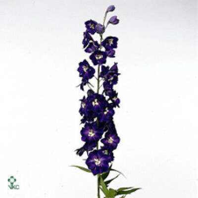 Delphinium dubbelbloemig (Elatum Grp) 'Elm Freude'