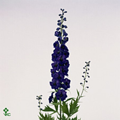 Delphinium dubbelbloemig 'Delphi's Jewel'